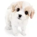 MIX（キャバリアキングチャールズスパニエル×ビションフリーゼ）