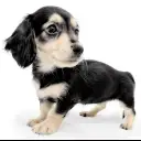 ミニチュア・ダックスフント