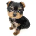 ヨークシャーテリア