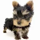 ヨークシャーテリア