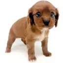 キャバリア・キングチャールズ・スパニエル