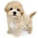 MIX(マルチーズ×トイプードル)