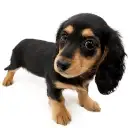 ミニチュア・ダックスフント