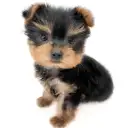 ヨークシャーテリア