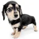 ミニチュア・ダックスフント