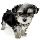 MIX（マルチーズ×ヨークシャーテリア）