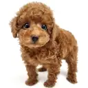 トイ・プードル