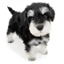 ミニチュア・シュナウザー