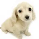 カニンヘン・ダックスフント