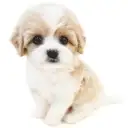 MIX（キャバリアキングチャールズスパニエル×ビションフリーゼ）