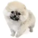 ポメラニアン