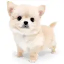 チワワ