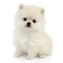 ポメラニアン