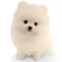 ポメラニアン