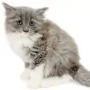 ノルウェージャンフォレストキャット