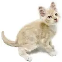 メインクーン