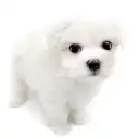 マルチーズ