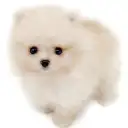 ポメラニアン