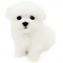 マルチーズ