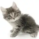 ノルウェージャンフォレストキャット