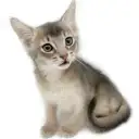 アビシニアン