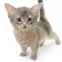 ソマリ