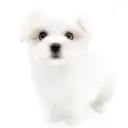 マルチーズ