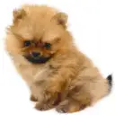 ポメラニアン