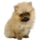 ポメラニアン