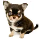 チワワ