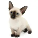 シャム