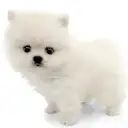 ポメラニアン