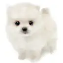 ポメラニアン