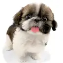 シーズー