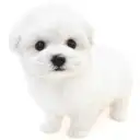 ビションフリーゼ