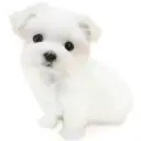 マルチーズ