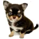 チワワ