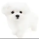 マルチーズ