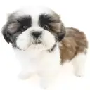 シーズー