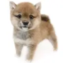 豆柴
