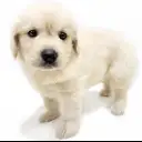 ゴールデンレトリバー
