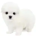 マルチーズ