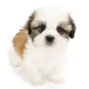 シーズー