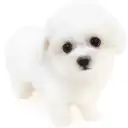 ビションフリーゼ