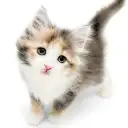 ノルウェージャンフォレストキャット