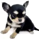 チワワ