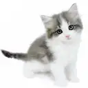 サイベリアン