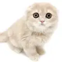 スコティッシュフォールド