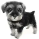 ミニチュア・シュナウザー