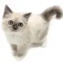 バーマン